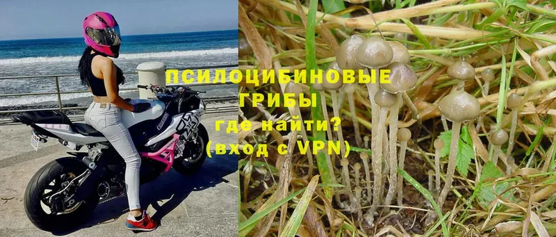 Псилоцибиновые грибы Psilocybine cubensis  Белозерск 